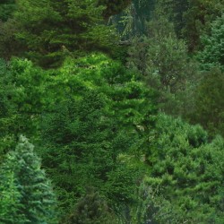 Trees Evergreen - GREEN