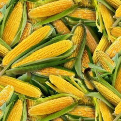 Corn On The Cob - YELLOW