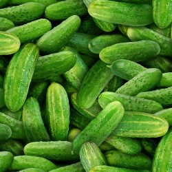 Cucumbers - GREEN