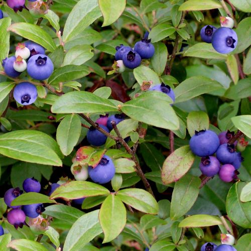 Wild Blueberries - GREEN