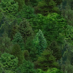 Trees Evergreen - GREEN