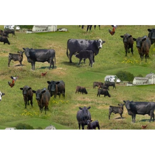 Black Angus Cows - GREEN