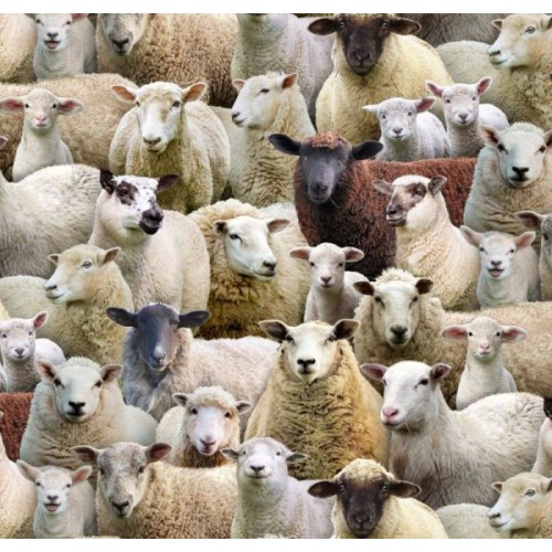 Packed Sheep - MULTI