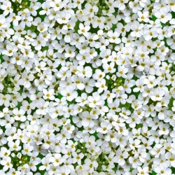 White Flowers - WHITE
