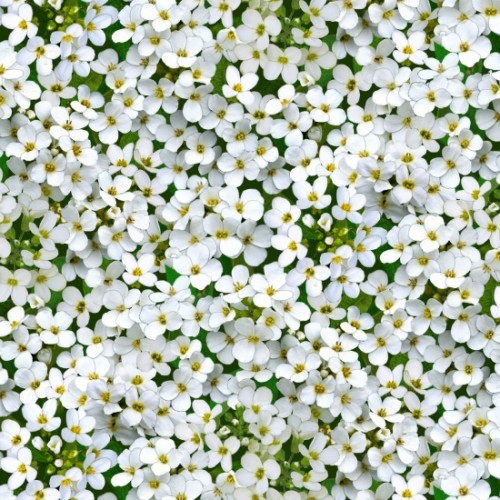 White Flowers - WHITE White Flowers - WHITE