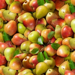 Pears - MULTI
