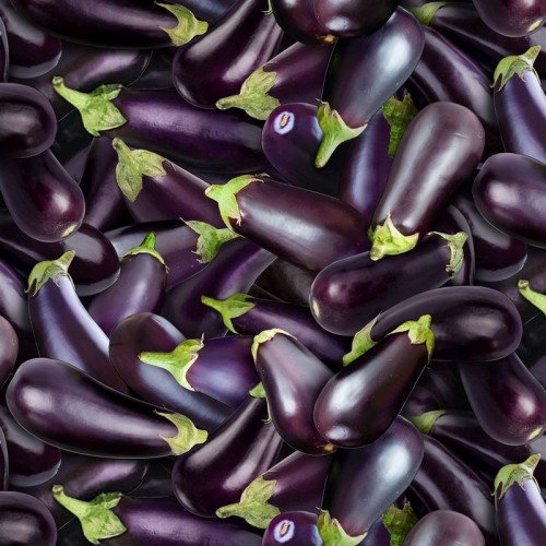 Eggplant - PURPLE
