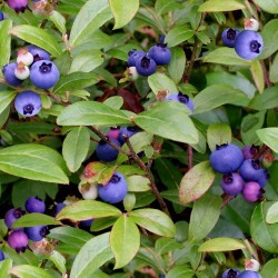 Wild Blueberries - GREEN