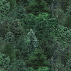 Landscape Medley - Evergreen - PINE