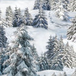Landscape Medley - Trees - WHITE