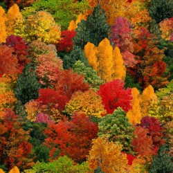 Landscape Medley - Trees - MULTI