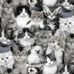 Cat - Cute Kittens - GRAY