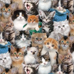 Cat - Cute Kittens - MULTI