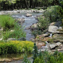 Landscape Medley - Creeks - GREEN
