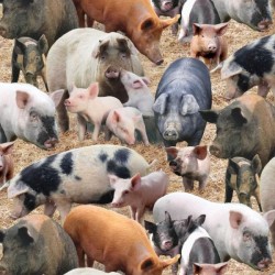 Farm Animals - Pigs (New) - BROWN