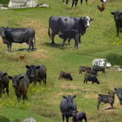 Farm Animals - Black Angus Cows - GREEN