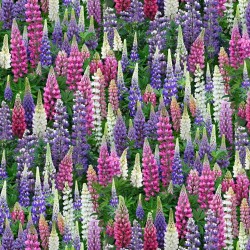 Landscape Medley - Flower - Lupines - MULTI