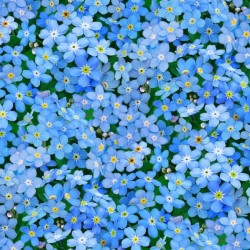 Landscape Medley - Flower-Forget-Me-Nots - BLUE