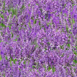 Landscape Medley - Lavender - LAVENDER