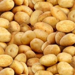 Potatoes Yukon Gold - GOLD