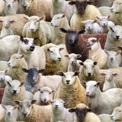 Farm Animals - Packed Sheep - MULTI