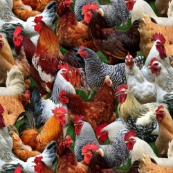 Farm Animals - Packed Chickens - MULTI
