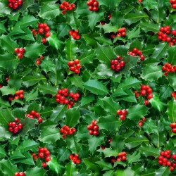 Landscape Medley - Holly - GREEN