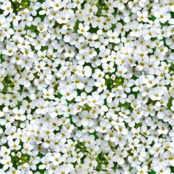 Landscape Medley - White Flowers - WHITE