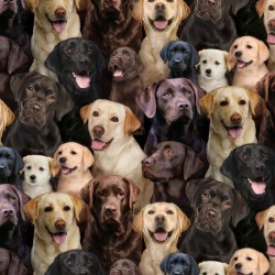 Dogs - Labradors - MULTI