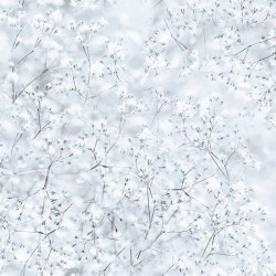Snow on Branches - FROST