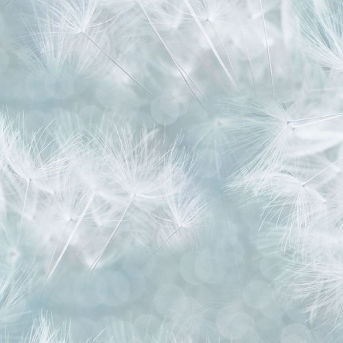 Dandelion - ICE BLUE