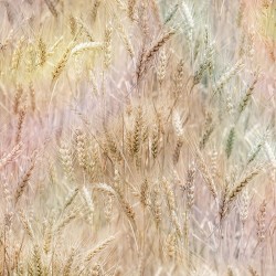 Wheat Fields - WHEAT