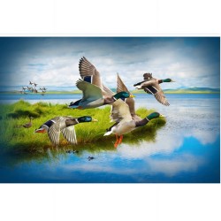 Ducks Digital Panel (74cm) - MALLARD