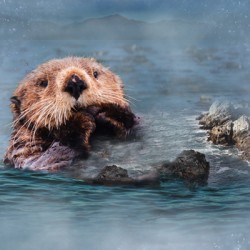 Otter Digital Panel (73cm)