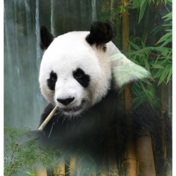 Panda Digital Panel (77cm)