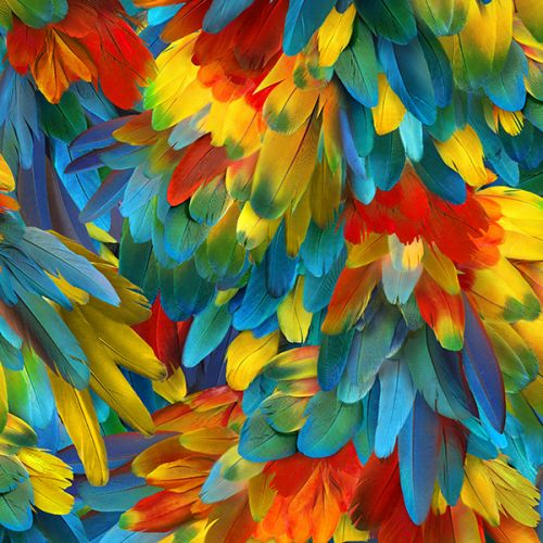 Feathers Digital - PARROT