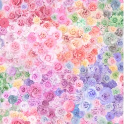 Rainbow Roses - SHERBERT FANTASY