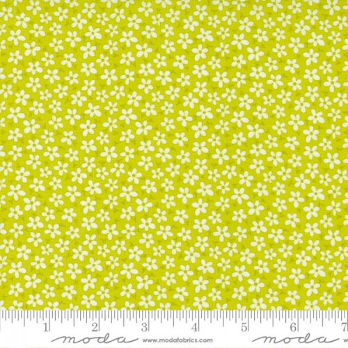 Daisies - LIME