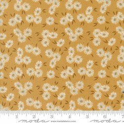 Beach Asters - SUNSHINE