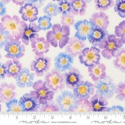 Auricula - SNOWDROP