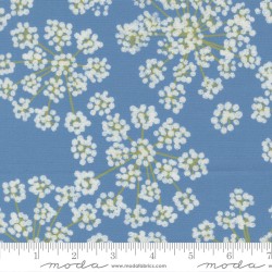 Fennel - SKY