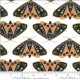 Dainty Moths - IVORY/POPPY