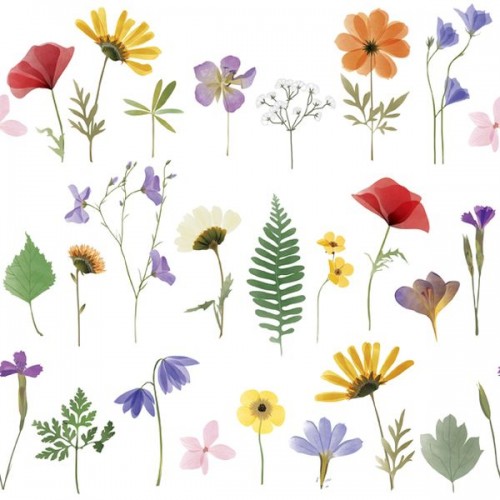 Set Wildflowers - WHITE