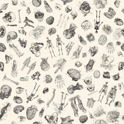 Anatomy Toss - CREAM