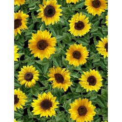 Sunflowers - BLACK