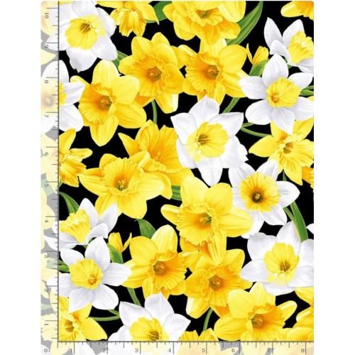 Daffodils - BLACK