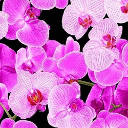 Pink Orchids - BLACK