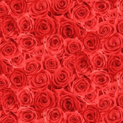 108" Wideback (Digital) - Roses-RED