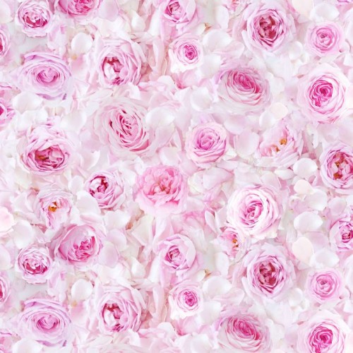 Roses with Petals - BLUSH