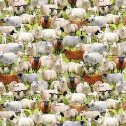 Sheep - MULTI